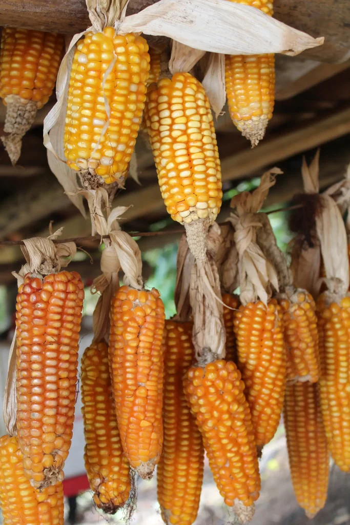 Soberanía alimentaria en la Serranía de los Paraguas