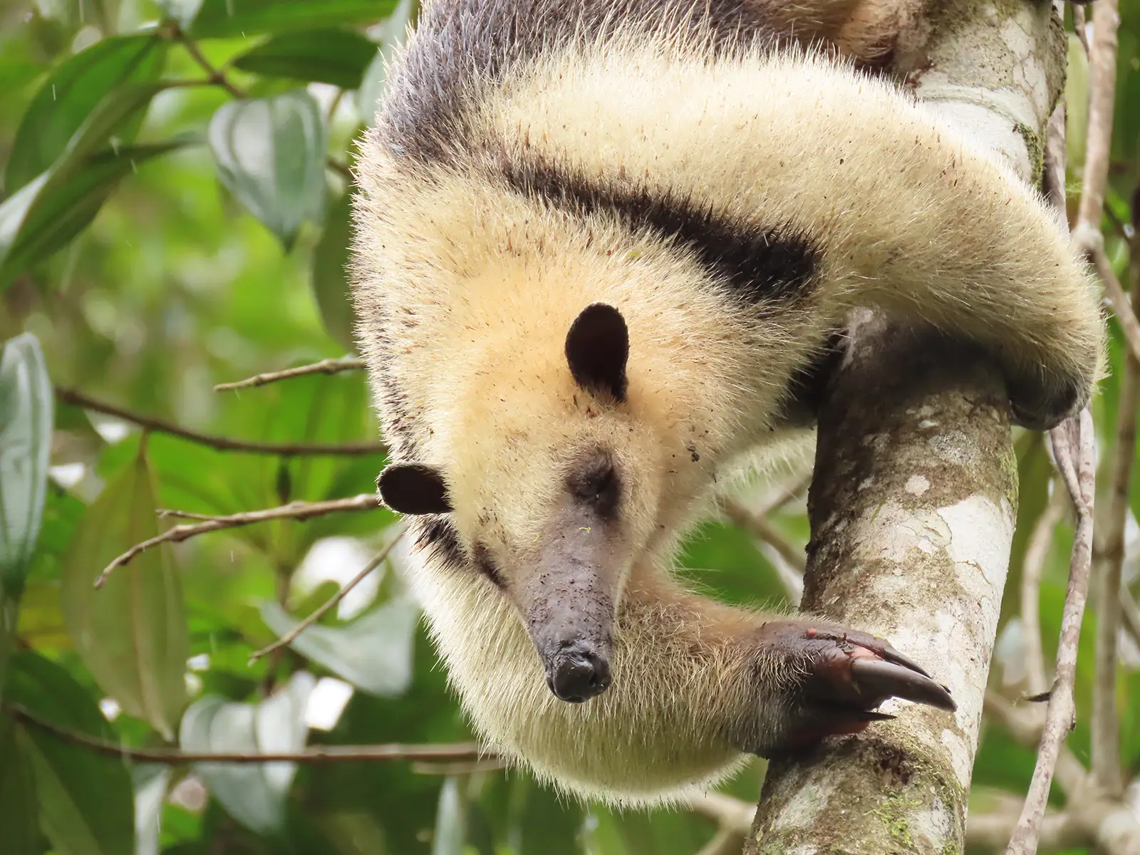 Oso Hormiguero en Reserva Natural Cerro El Inglés