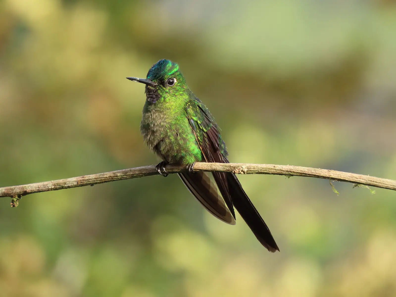 Colibrí