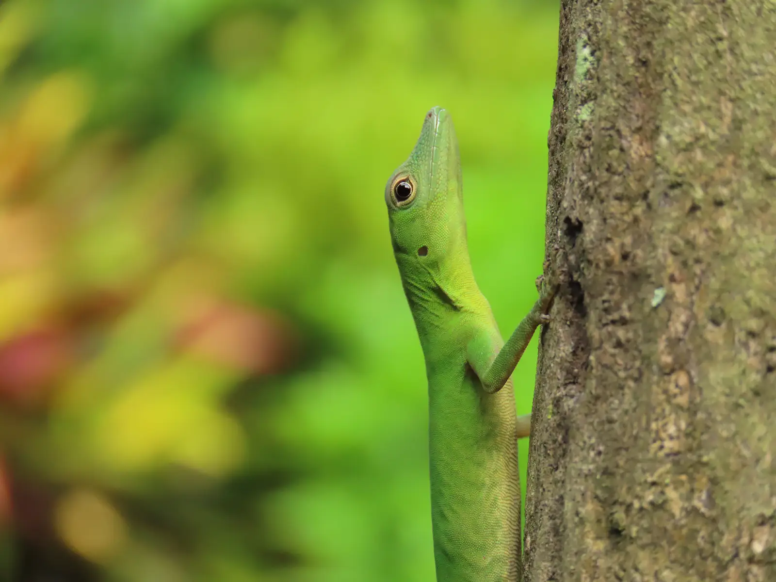 Anfibio en Reserva Natural Cerro El Inglés