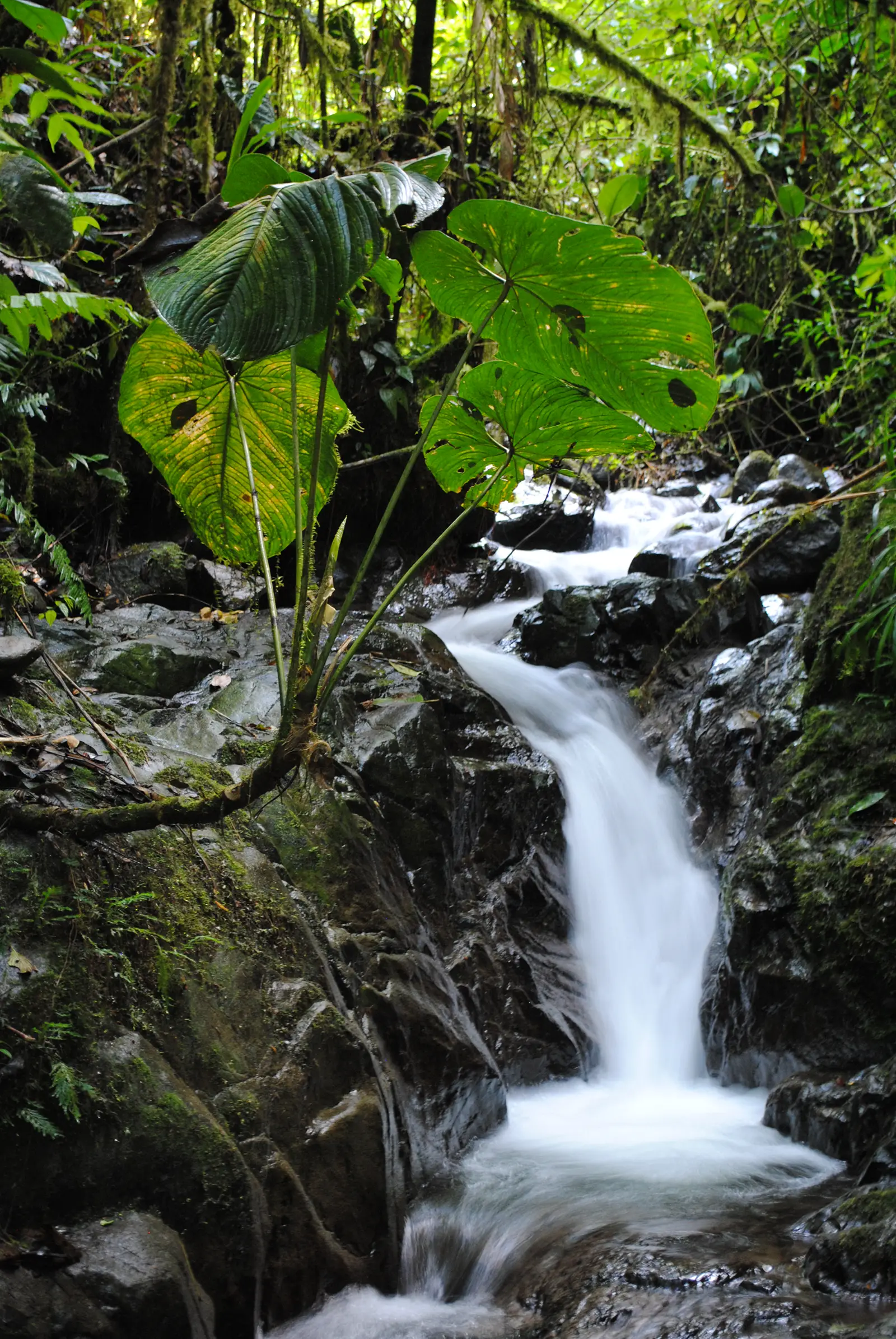 Quebrada La Pradera