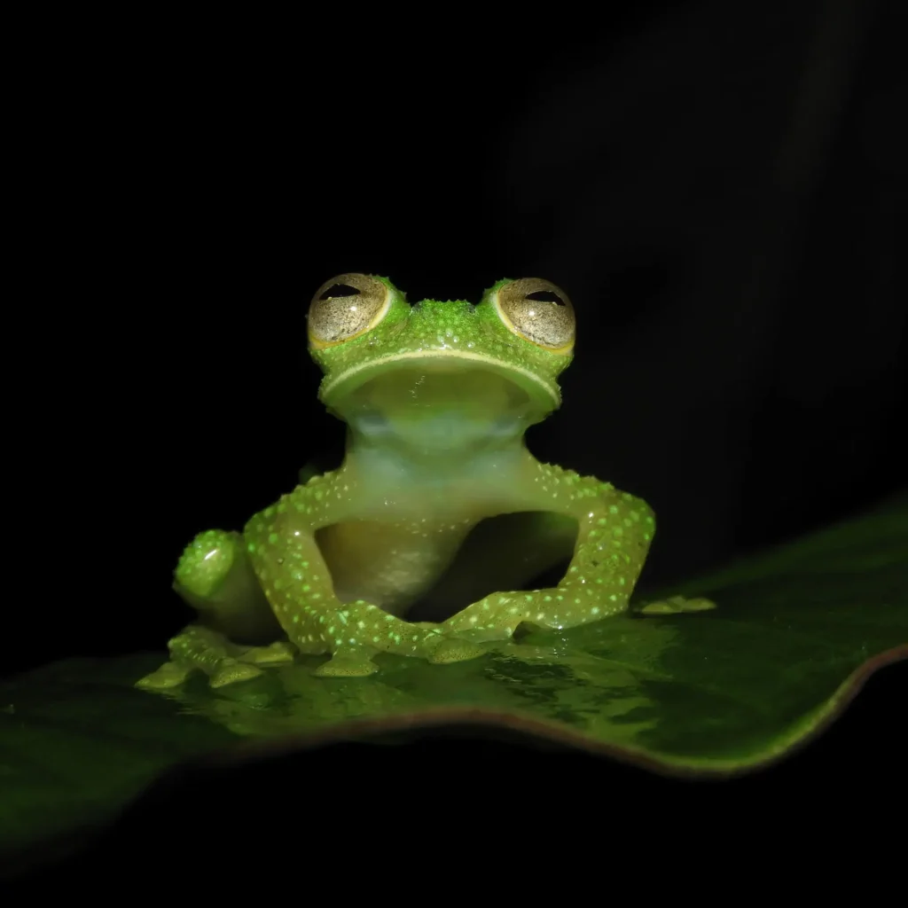Rana verde de la Serranía de los Paraguas