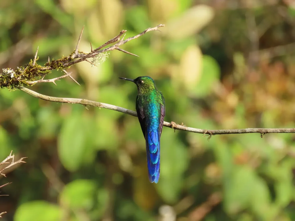 Silfo cola de cometa 1 copy